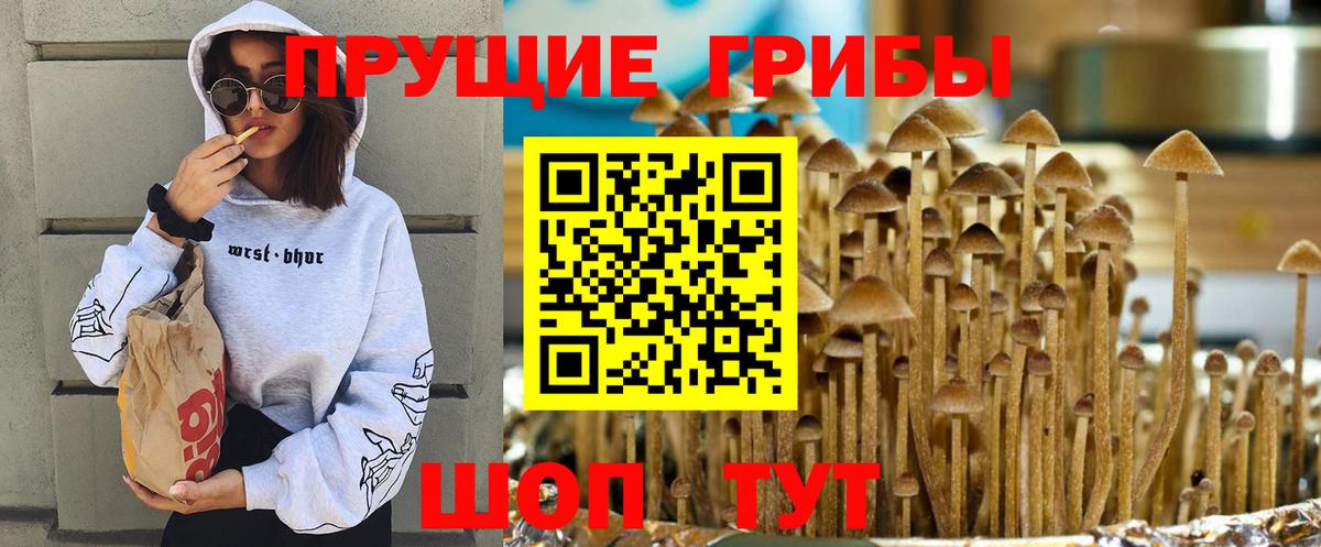 Будённовск  купить  цена  Вход с VPN  Псилоцибиновые грибы мухоморы 