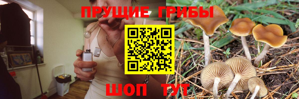 Псилоцибиновые грибы Cubensis Будённовск